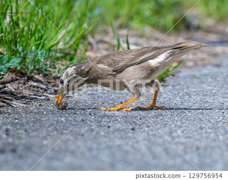 Starling eating a snail 129756954