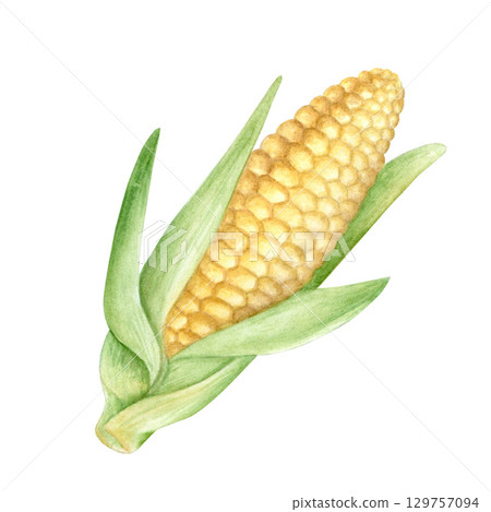 Juicy sweet watercolor corn, hand drawn illustration, isolated on white background. Suitable for crop labels, for Thanksgiving cards, for food packaging. Juicy sweet watercolor corn, hand drawn illustration, isolated on white background. Suitable for crop labels, for Thanksgiving cards, for food packaging. 129757094