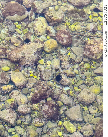 Sea urchins and colorful stones visible through transparent water on the coast. Marine life, biodiversity and ecological balance represented in underwater environment. 129757325