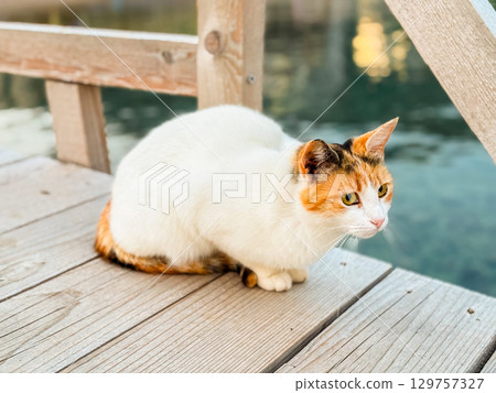 A calico cat sits quietly on a wooden pier near the calm water. Independence, patience and natural harmony represented through a feline watching the environment. 129757327