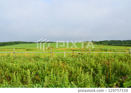 Scenery from Nokkamap Bridge to Kotankeshi Bridge on Route 35 in Nemuro City, Hokkaido 129757338