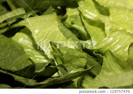 Close up of sliced chopped baby gem green lettuce 129757470