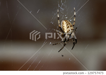 Close up of a UK garden spider on its web waiting for food scary 129757473