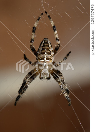 Close up of a UK garden spider on its web waiting for food scary Close up of a UK garden spider on its web waiting for food scary 129757476