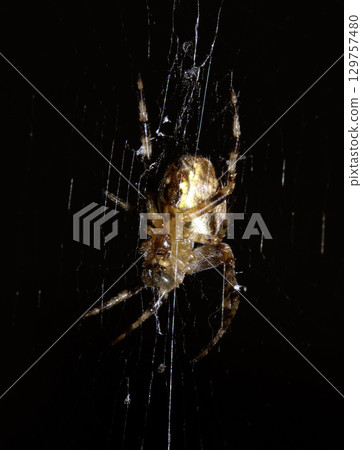 Close up of a UK garden spider on its web waiting for food scary Close up of a UK garden spider on its web waiting for food scary 129757480