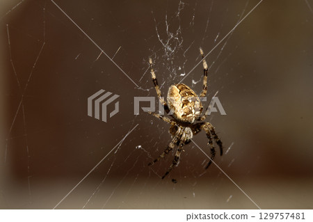 Close up of a UK garden spider on its web waiting for food scary 129757481