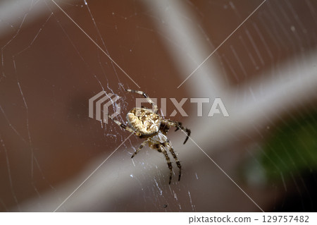 Close up of a UK garden spider on its web waiting for food scary Close up of a UK garden spider on its web waiting for food scary 129757482