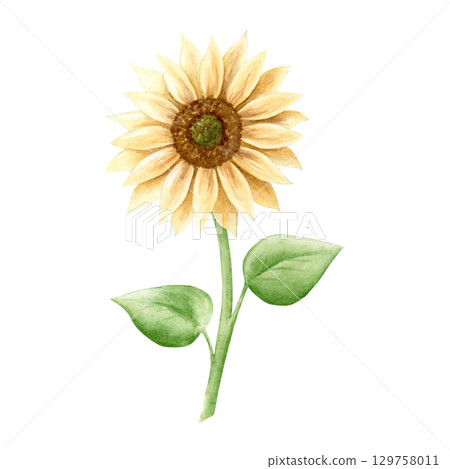 Watercolor sunflower,beautiful hand drawn illustration,isolated on white background.Suitable for crop labels,for Thanksgiving cards,for food packaging. 129758011