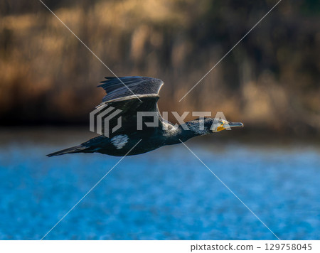 大鸕鶿飛過池塘 129758045