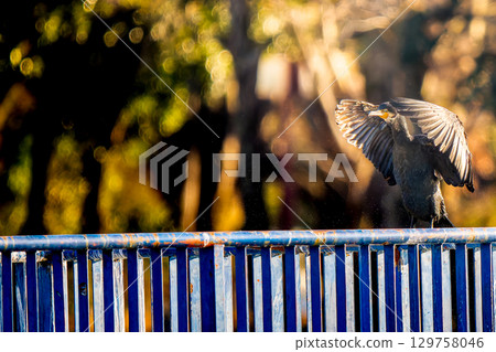 拍打鸕鶿副本空間 129758046