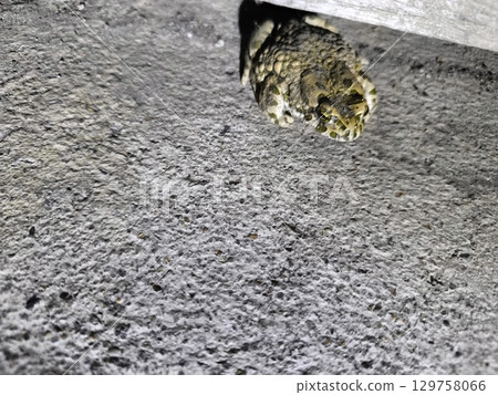 Camouflaged Toad Hiding Under Wood Plank on Concrete Surface for Wildlife Observation 129758066