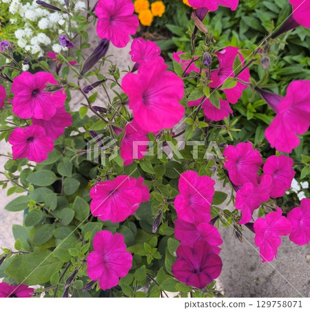 Vibrant Pink Petunias in Full Bloom A Summer Garden Delight, Perfect for Backgrounds and Designs Vibrant Pink Petunias in Full Bloom A Summer Garden Delight, Perfect for Backgrounds and Designs 129758071