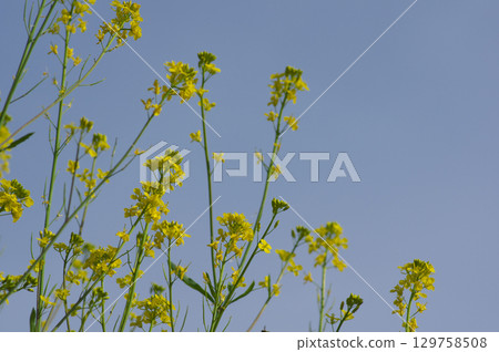 春日里，油菜花盛開 129758508