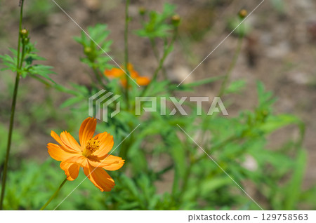 Yellow cosmos blooming Yellow cosmos blooming 129758563