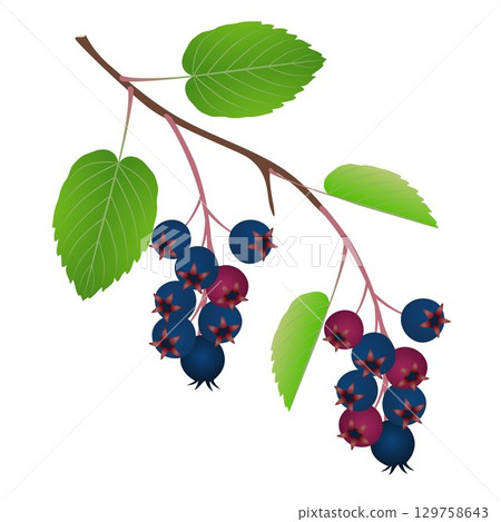 Branch with fruits irga and leaves on a white background. 129758643