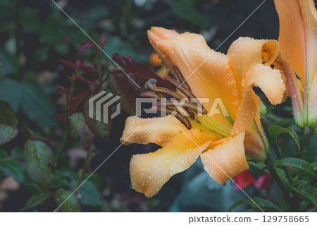 Vibrant Orange Daylily Flower with Raindrops in a Garden Close-up Vibrant Orange Daylily Flower with Raindrops in a Garden Close-up 129758665
