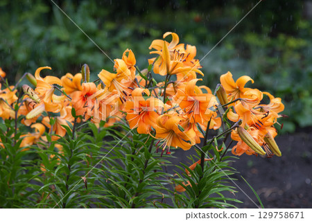 Vibrant Orange Daylilies Blooming in the Rain on a Summer Day Vibrant Orange Daylilies Blooming in the Rain on a Summer Day 129758671