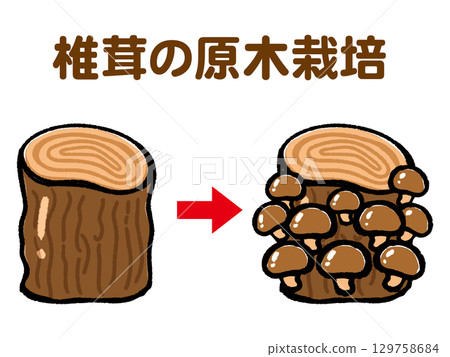Shiitake mushroom log cultivation illustration material 2 129758684