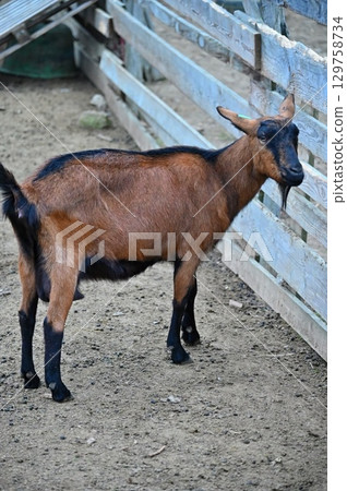Beautiful goats on the farm. Concept for animals and agriculture. 129758734