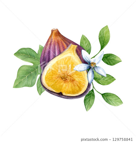 Composition of figs, fig leaf, lemon leaves and lemon flower. Watercolor of fruit, half fruit, green leaves and white flower isolated on white background. Good for postcards,recipes, menu, invitations Composition of figs, fig leaf, lemon leaves and lemon flower. Watercolor of fruit, half fruit, green leaves and white flower isolated on white background. Good for postcards,recipes, menu, invitations 129758841