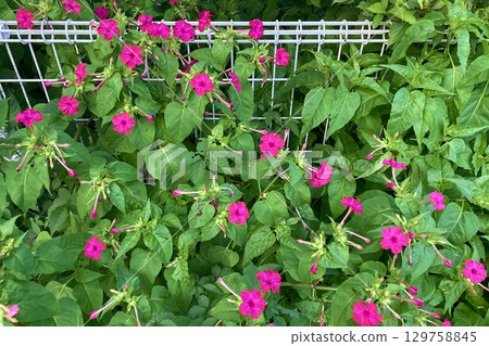 Pink Oshiroibana 129758845