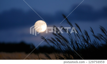 A full moon shining in the night sky above a silhouetted field of grass A full moon shining in the night sky above a silhouetted field of grass 129758959