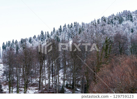 Snow-covered hillside with a mix of evergreen and deciduous trees, showcasing winter landscape beauty and serene atmosphere in a tranquil natural setting Snow-covered hillside with a mix of evergreen and deciduous trees, showcasing winter landscape beauty and serene atmosphere in a tranquil natural setting 129759123