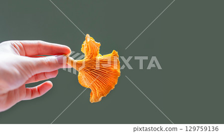 Hand holding vibrant orange chanterelle mushroom against muted green background, showcasing its unique texture and intricate gills, perfect for culinary or nature-themed projects, copy space 129759136