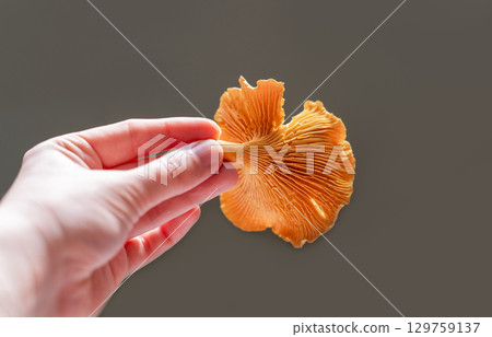 Close-up of hand presenting bright orange golden chanterelle mushroom, highlighting unique gill structure and organic textures, against neutral background Cantharellus cibarius, girolle 129759137