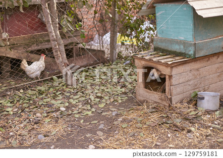 Rural chicken coop scene with hen and dog in leafy enclosure 129759181
