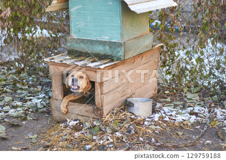 Happy dog in rustic wooden doghouse with green roof in leafy backyard setting 129759188