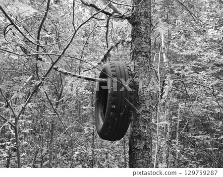 garbage in the forest. A car tire as garbage. A striking image highlighting illegal waste, pollution and the need for environmental protection. Black and white image. 129759287