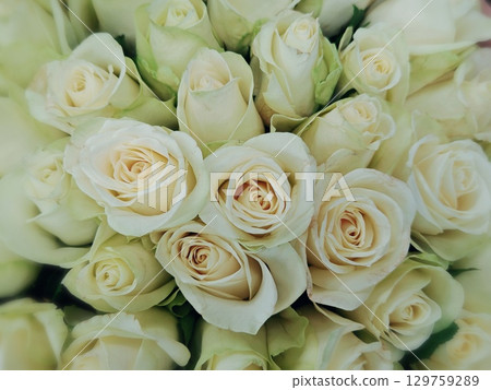 Floral background of roses . white roses as a background. A bouquet of white roses. Natural shade. Floral background of roses . white roses as a background. A bouquet of white roses. Natural shade. 129759289