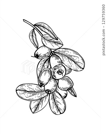 Monochrome blueberry branch with ripe berry bunch and leaves vector isolated illustration painted by black inks. Hand drawn berries on bush twig sketch for harvest design, horticultural guides 129759360