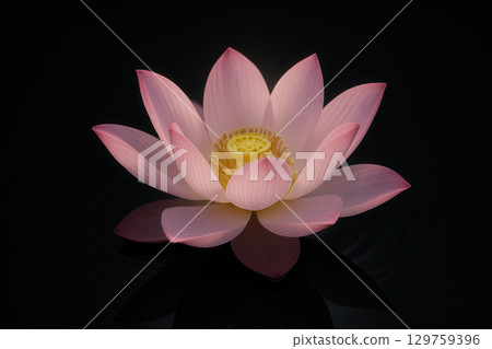 Lotus Bloom Floating on Black Water, Serenity and Grace 129759396