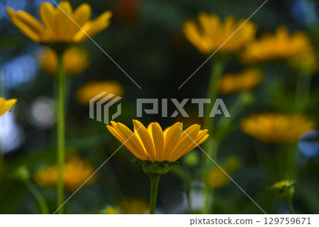 Yellow daisies in the light. Yellow flowers in the side. Beautiful background blur. Yellow daisies in the light. Yellow flowers in the side. Beautiful background blur. 129759671