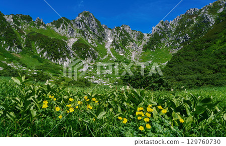 千疊敷的夏季景色，黃色花朵盛開 129760730