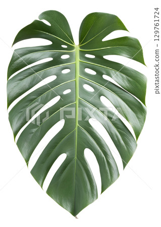 Large green monstera deliciosa leaf with natural holes, tropical plant isolated on transparent background 129761724