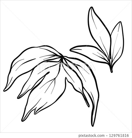 Vector peony leaf. Line drawing of flower foliage in black and white style. Graphic botanical illustration of flower sketch drawn with black ink. Leaves line art hand drawn 129761816
