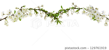Spring flowers, buds and small green leaves on twigs of berry trees for top arrangement isolated on white 129761919