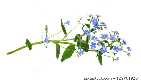 Sprig of blue forget-me-not (brunnera) flowers isolated on white background Sprig of blue forget-me-not (brunnera) flowers isolated on white background 129761920