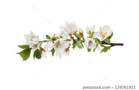Spring twig of prunus tomentosa (wild cherry) flowers and leaves isolated on white background 129761921