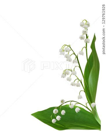 Lily of the valley flowers in a corner arrangement isolated on white 129761926