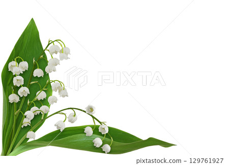 Closeup of lily of the valley flowers in a corner arrangement isolated on white 129761927
