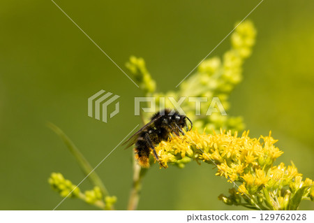The bumble bee sits on a bright yellow  flower 129762028