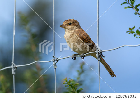 Juvenile Red-backed Shrike sitting on a fence. 129762032