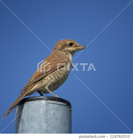 Juvenile Red-backed Shrike sitting on a fence. 129762033