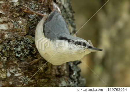 The Nuthatch (Sitta europaea) in a classical position 129762034