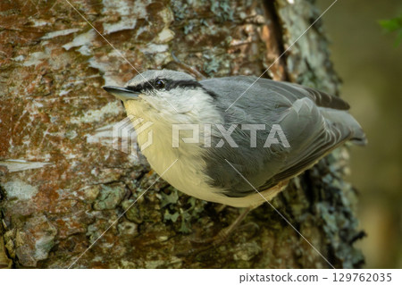 The Nuthatch (Sitta europaea) in a classical position The Nuthatch (Sitta europaea) in a classical position 129762035