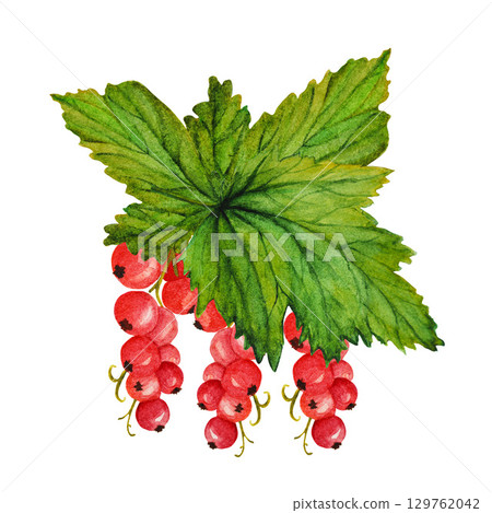 Red ripe currant with green leaves, watercolor illustration on white background Red ripe currant with green leaves, watercolor illustration on white background 129762042
